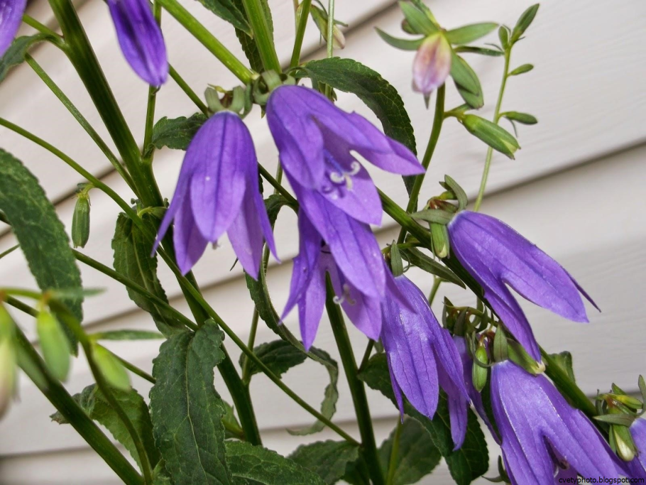 Колокольчик, растения из семейства колокольчиковых