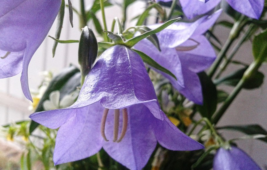 Колокольчик трансильванский