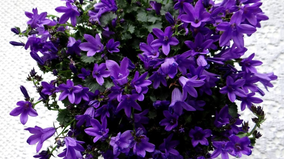 Кампанула Блауранка