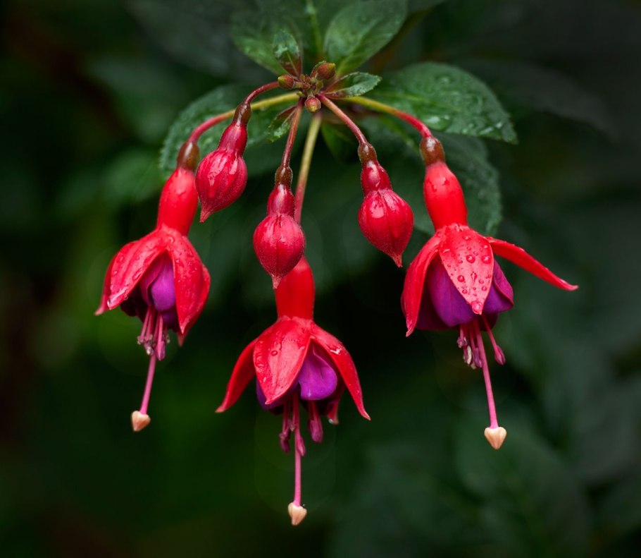 Фуксия Eureka Red