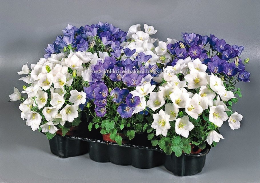 Кампанула Карпатский колокольчик