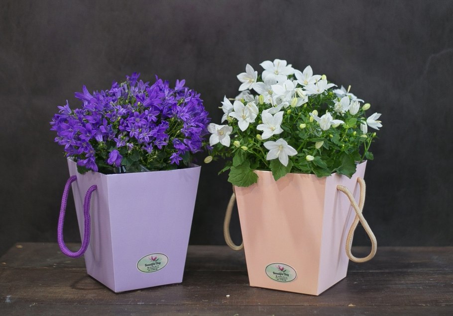 Кампанула в кашпо