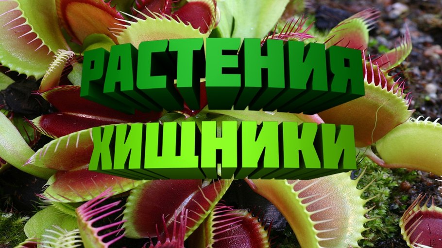 Проект Насекомоядные растения