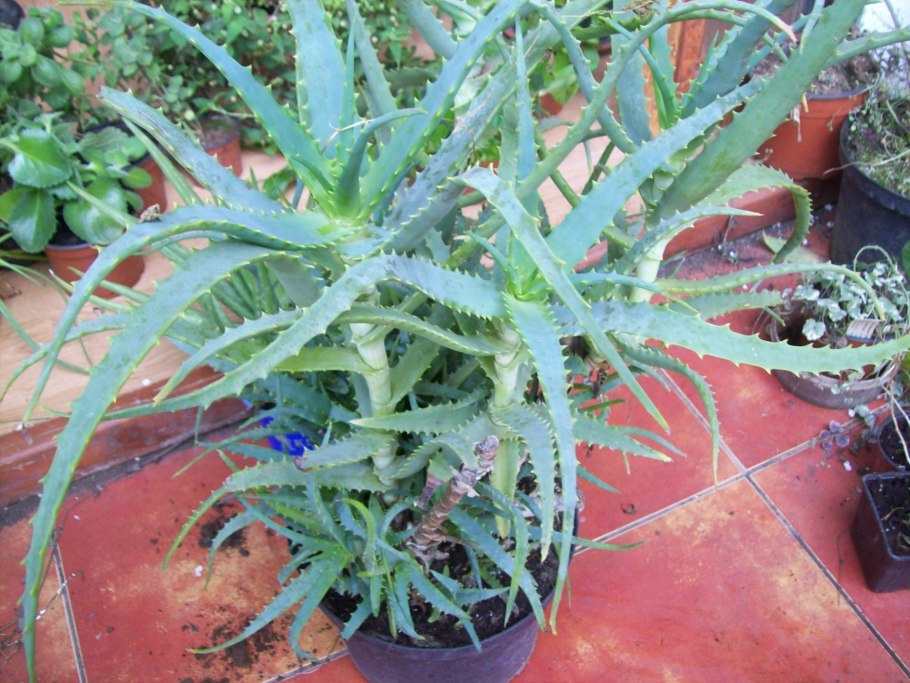 Алоэ перистое