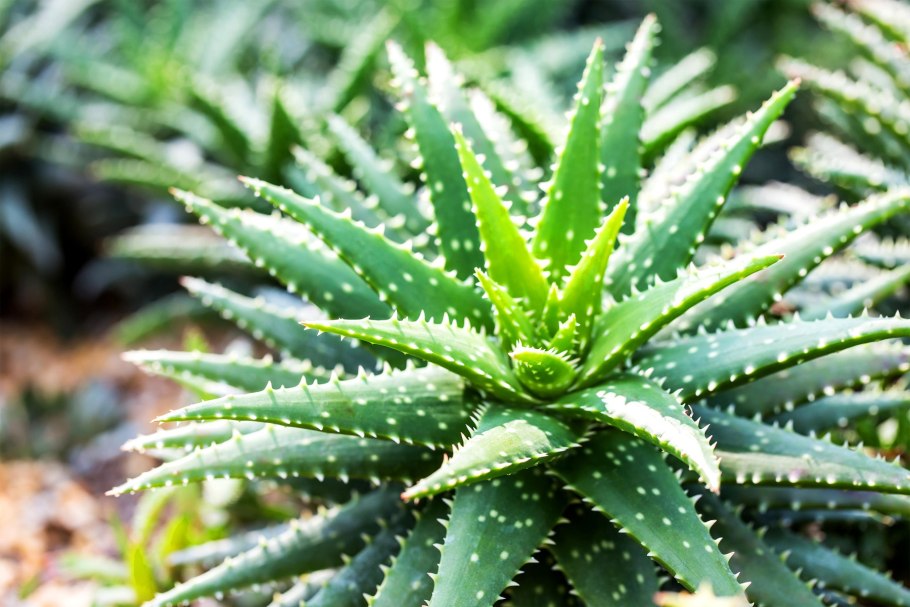 Алоэ Вера древовидное столетник