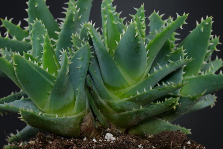 Алоэ древовидное (Aloe arborescens)