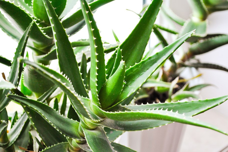 Алоэ гарипензис