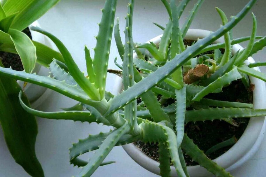 Алоэ Вера цветок столетник