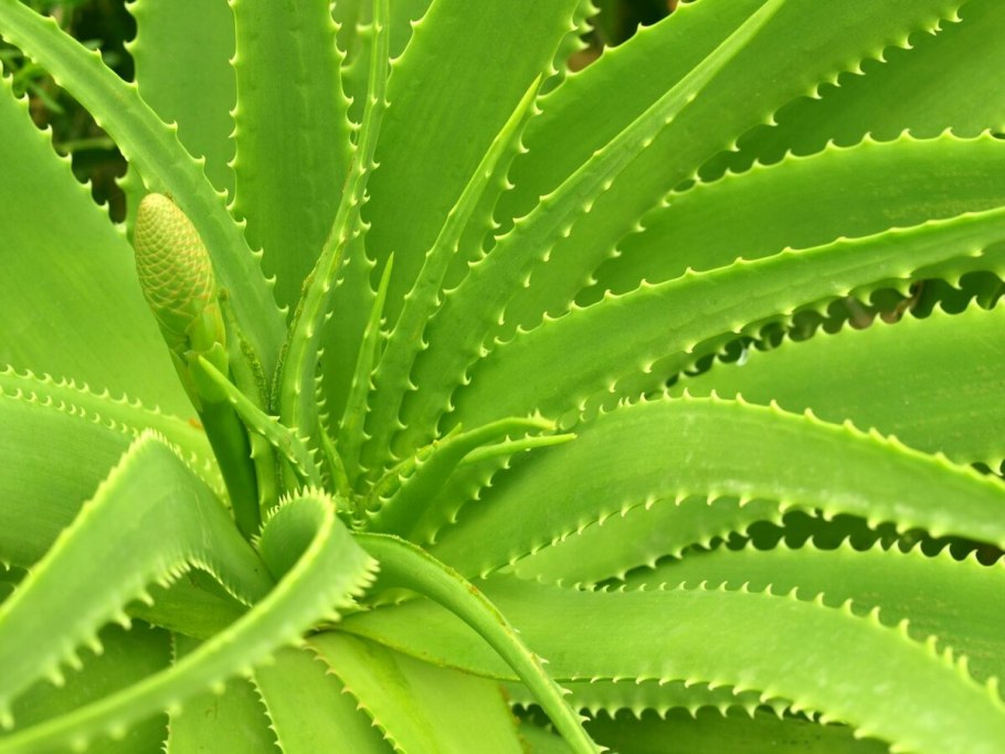 Алоэ Вера комнатное растение