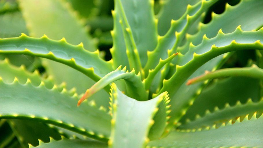 Цветок алоэ столетник