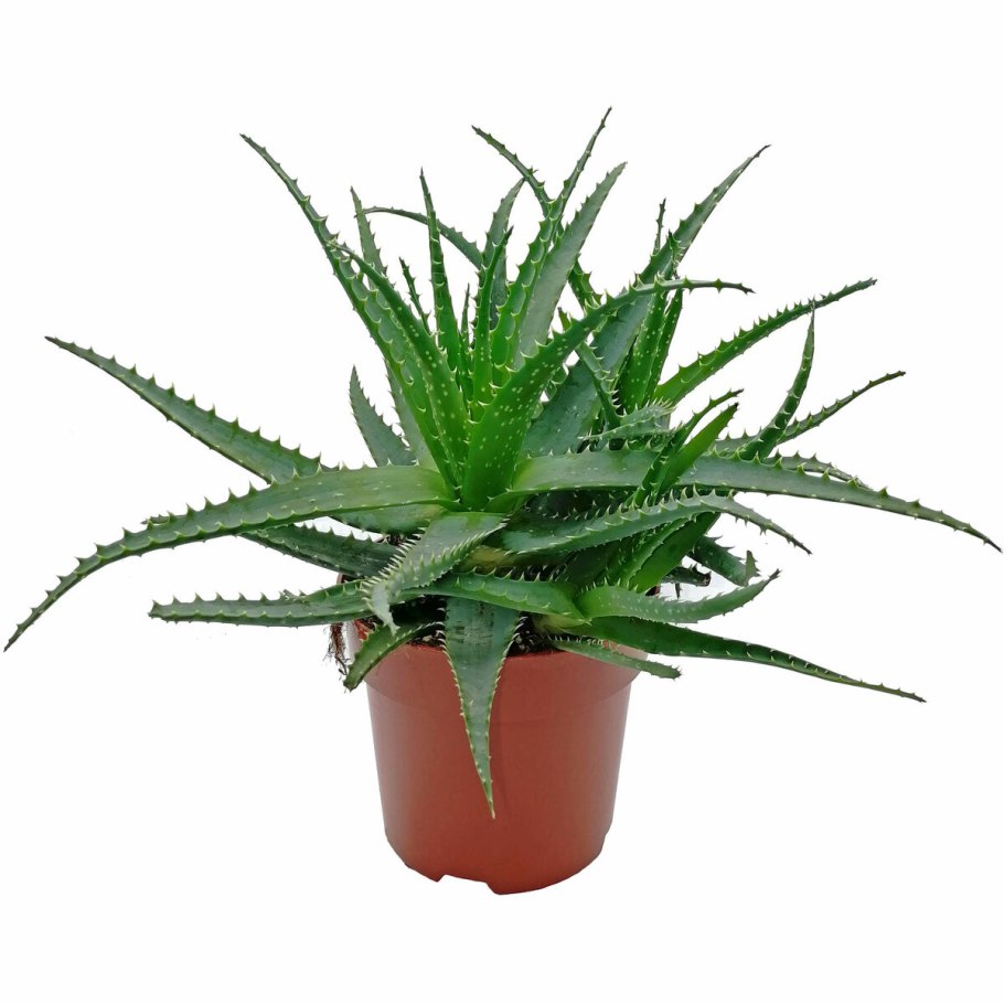 Алоэ столетник