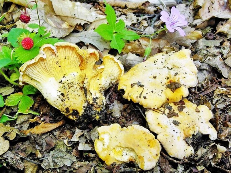 Съедобные грибы лисички