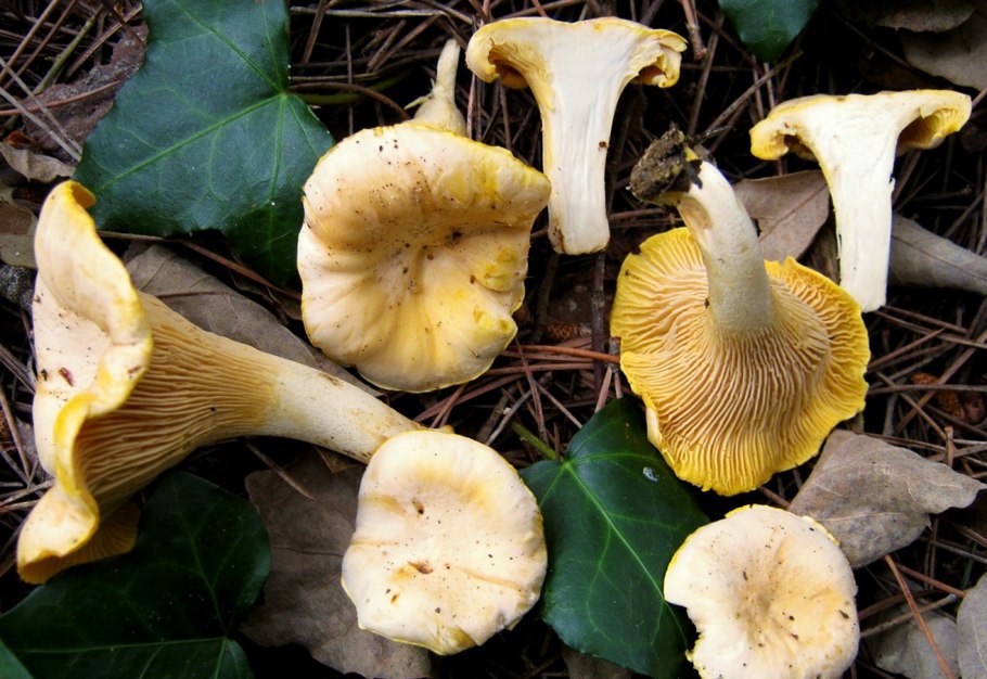 Бледная Лисичка гриб