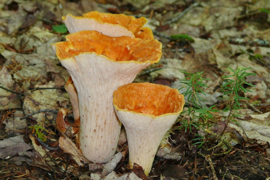 Лисичка желтая (Cantharellus cibarius)