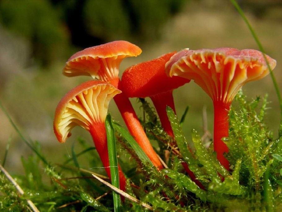 Чёрные лисички грибы