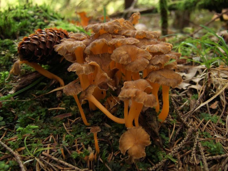 Cantharellus tubaeformis