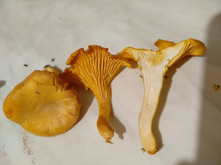 Cantharellus subalbidus
