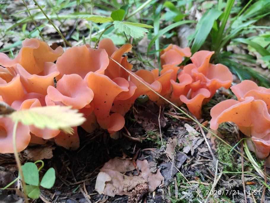 Лисичка гриб атлас