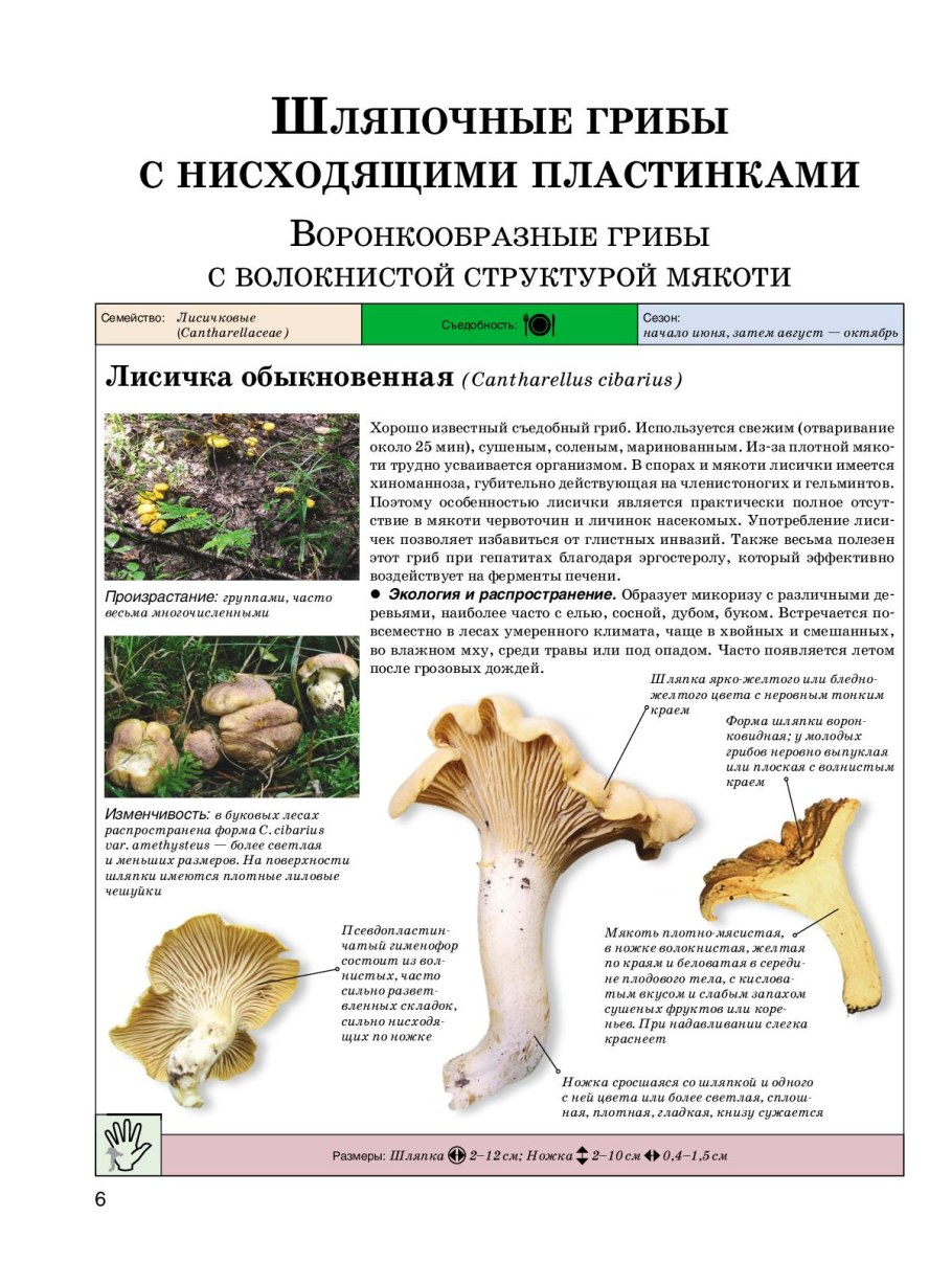 Лисичка киноварно-красная