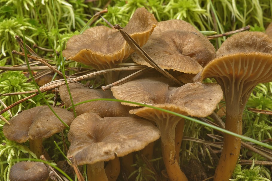 Лисичка трубчатая ворончатая