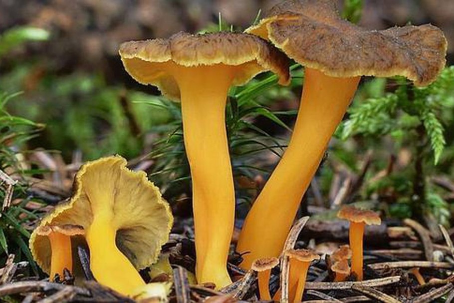 Лисичка обыкновенная гриб