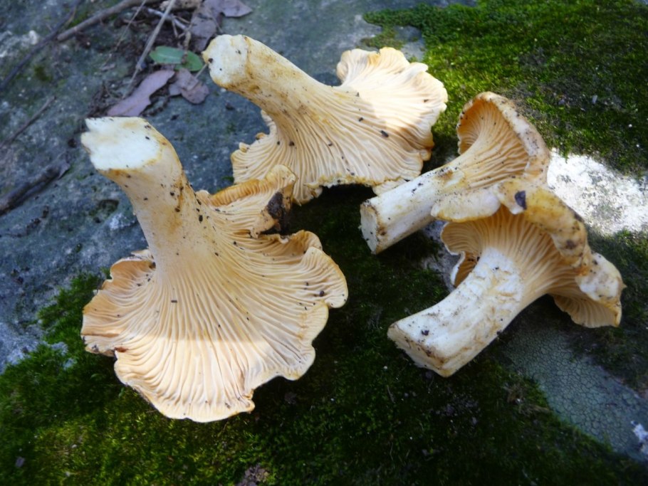 Белая Лисичка гриб