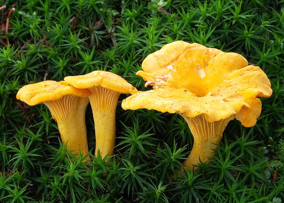 Гомфус булавовидный