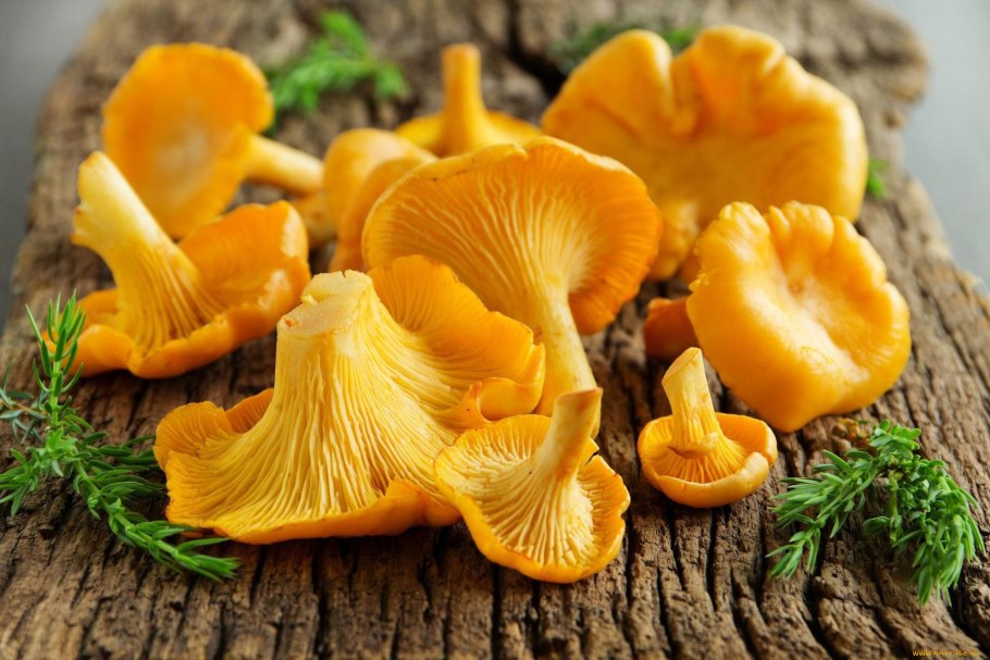 Cantharellus subalbidus