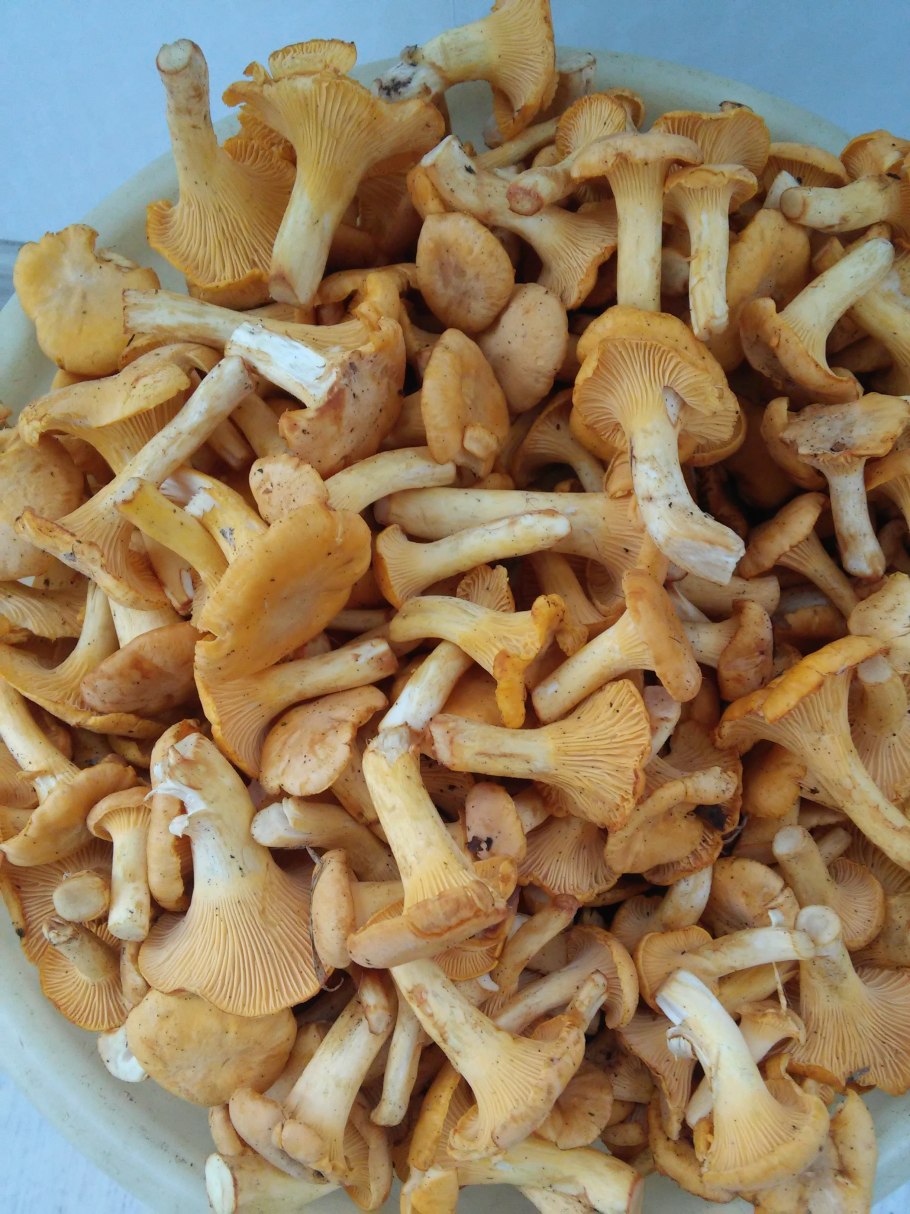 Лисичка киноварно-красная