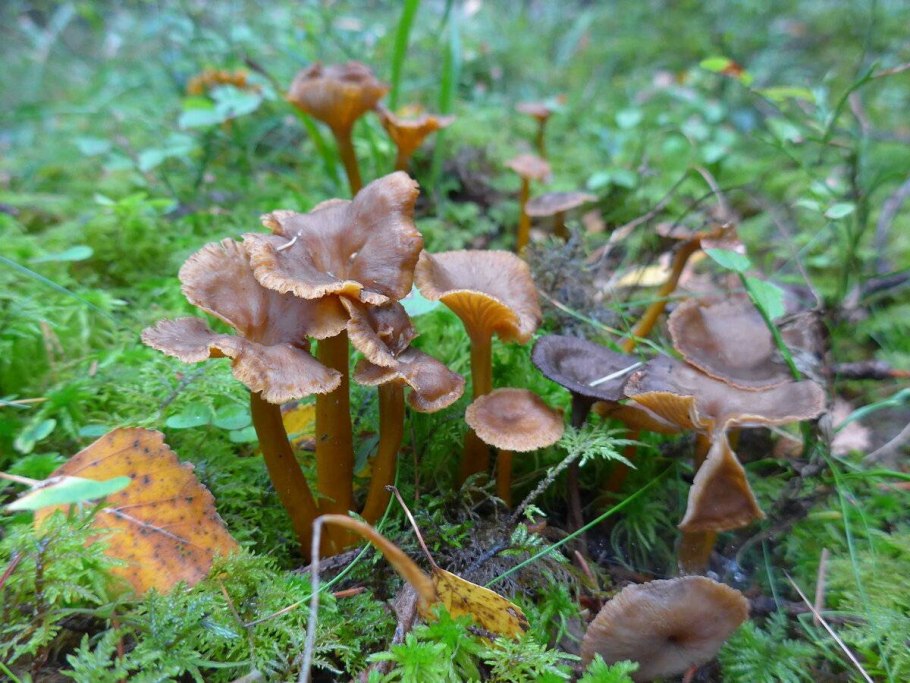 Cantharellus lutescens