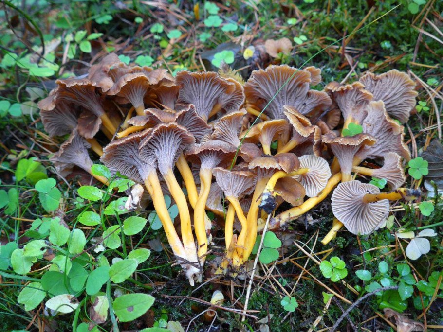 Микология лисички