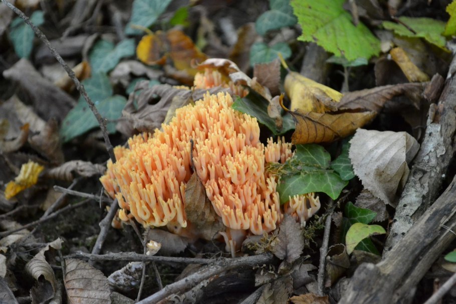 Съедобные грибы лисички