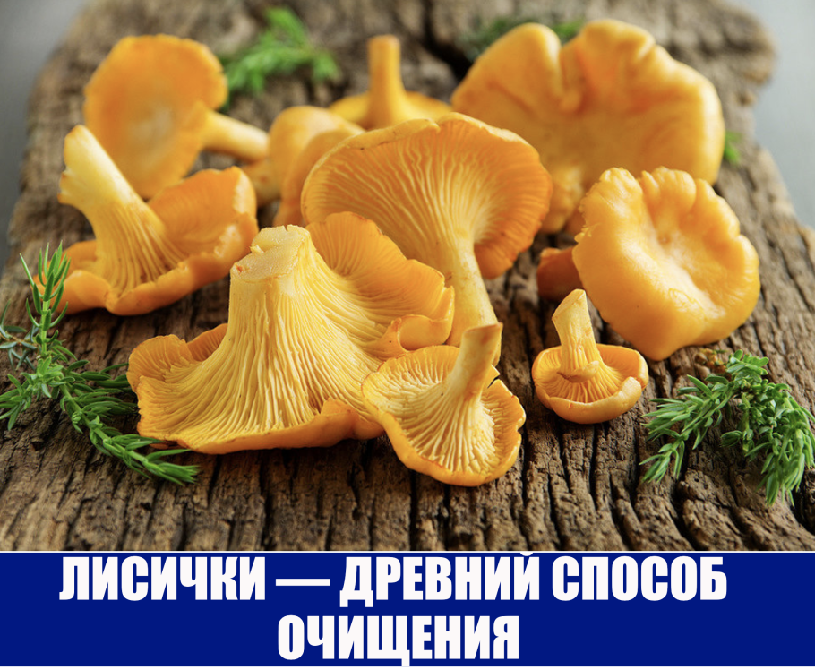 Шляпочные грибы лисички