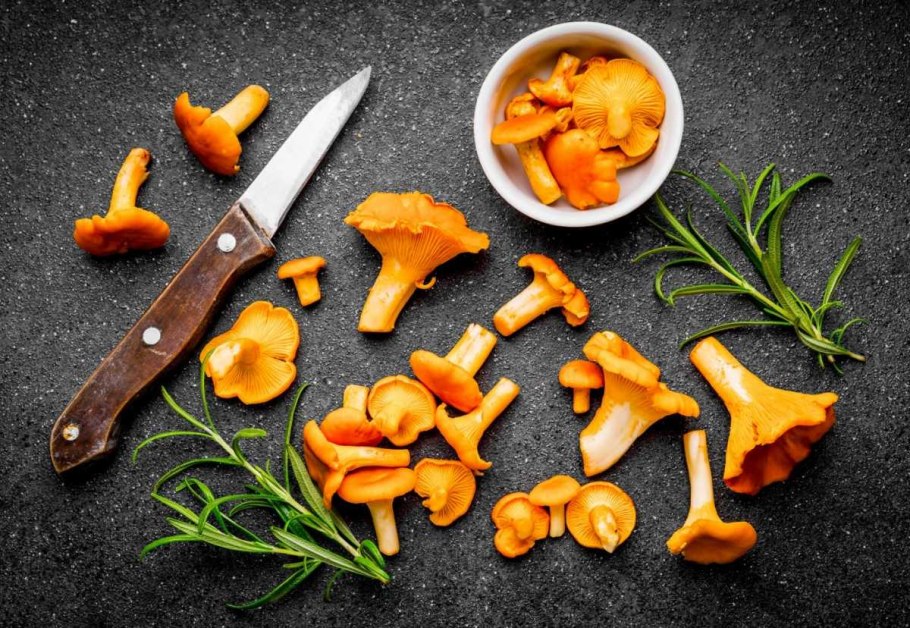 Лисичка трубчатая ворончатая