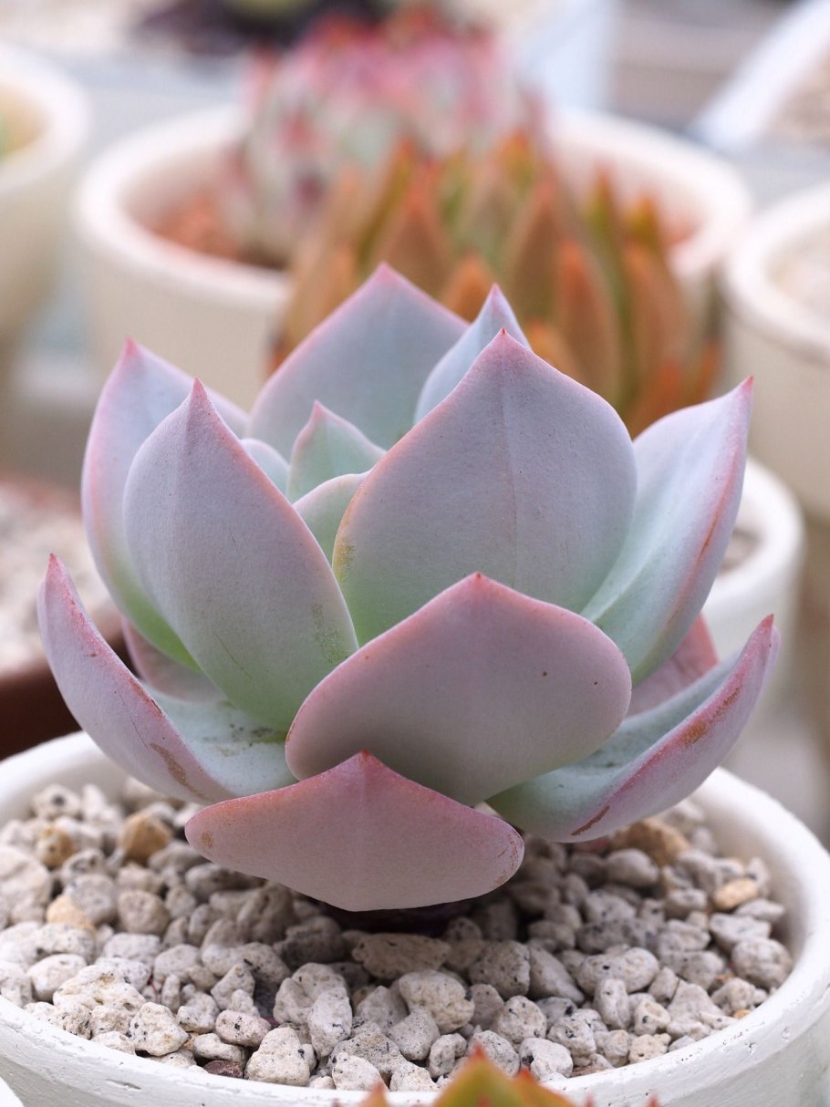 Эчеверия эхеверия