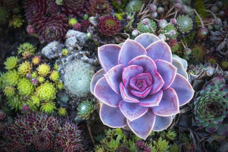 Суккулент ЭКОБИО