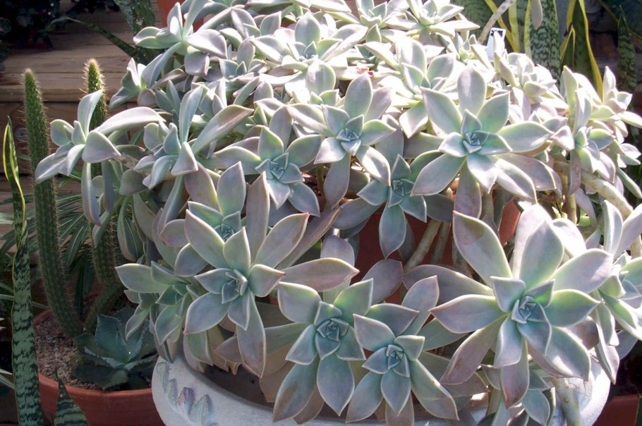 Очиток Вайнберга (Sedum weinbergii