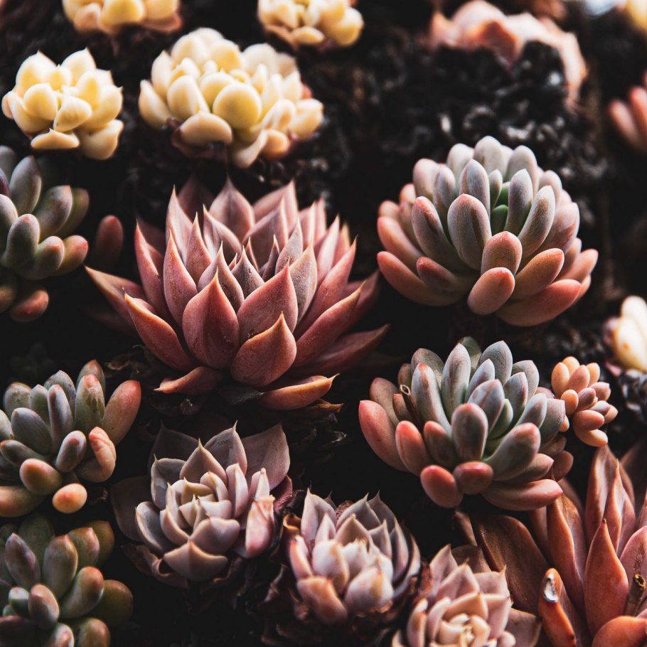 Санса суккулент