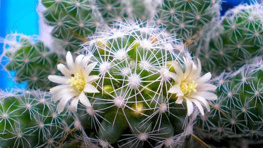 Триба рипцалиевых Кактус