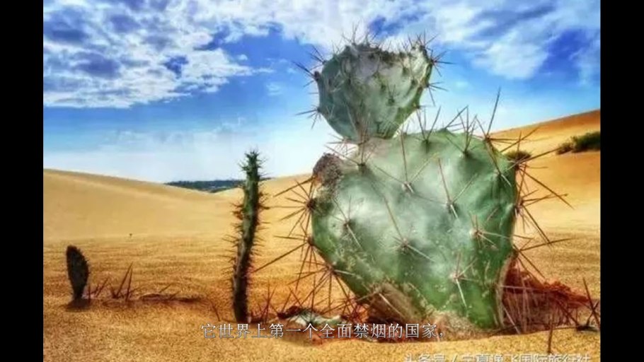 Кактус Анданте