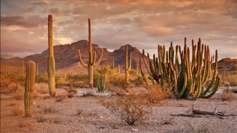 Пустыня Мохаве. Мексика.