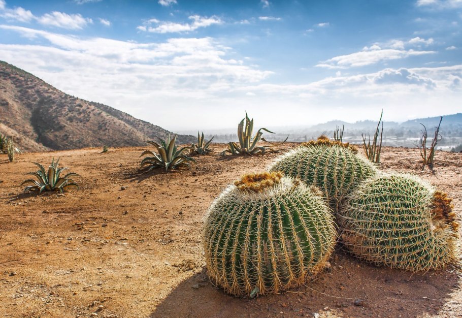 Ксерофиты Африки