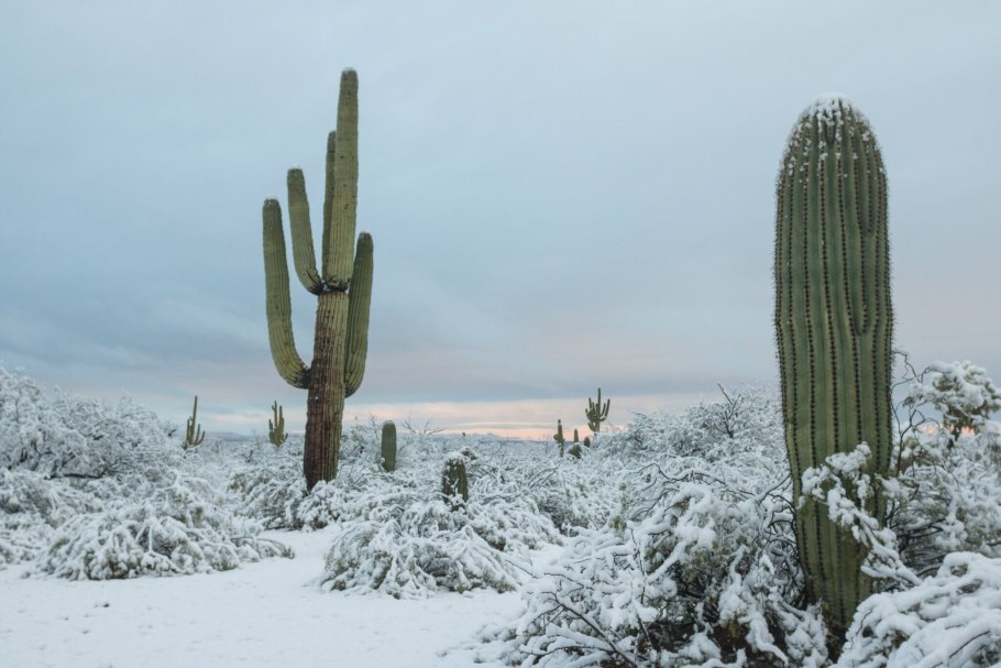 Кактусы Невада Аризона