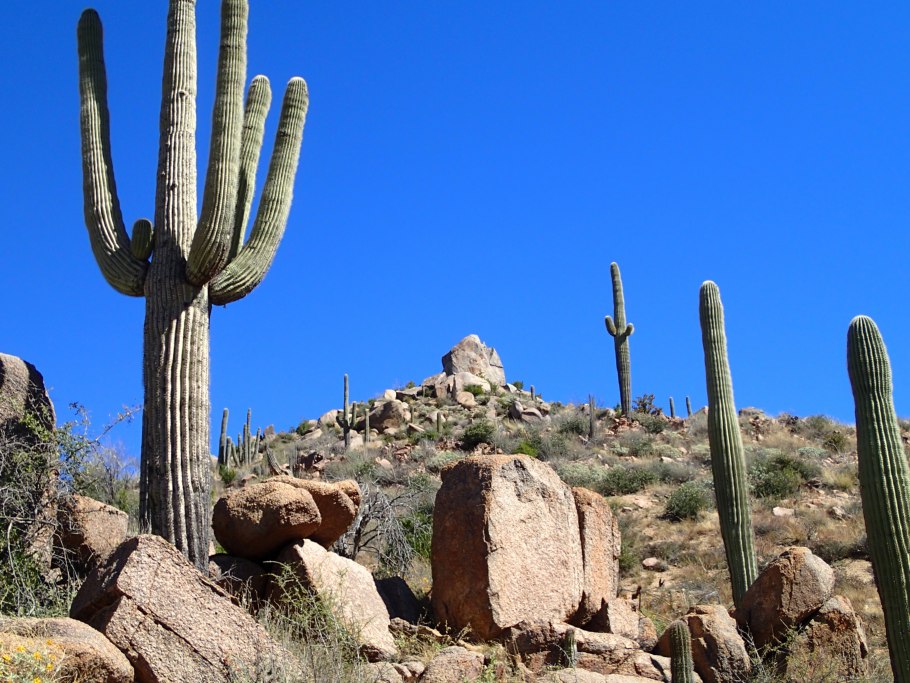 Пустыня с кактусами и камнями