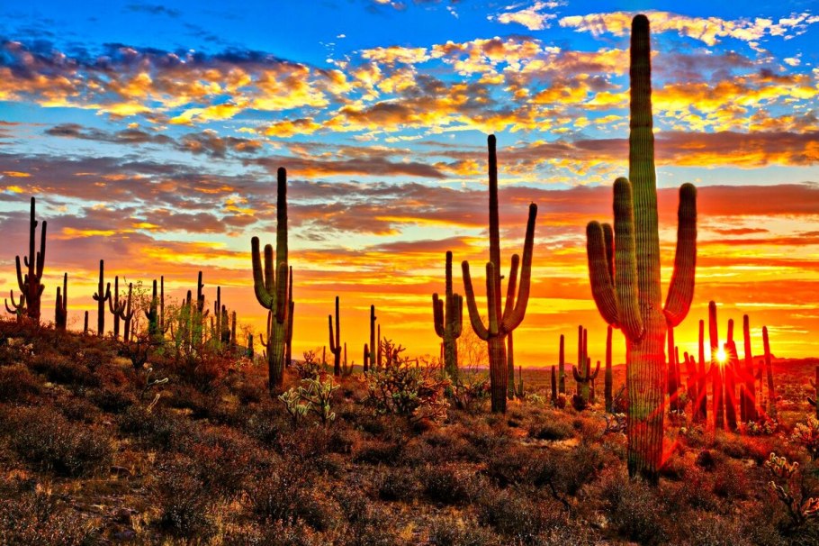 Кактус Сагуаро в пустыне Сонора