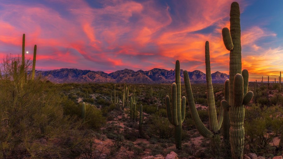 Национальный парк Сагуаро штат Аризона