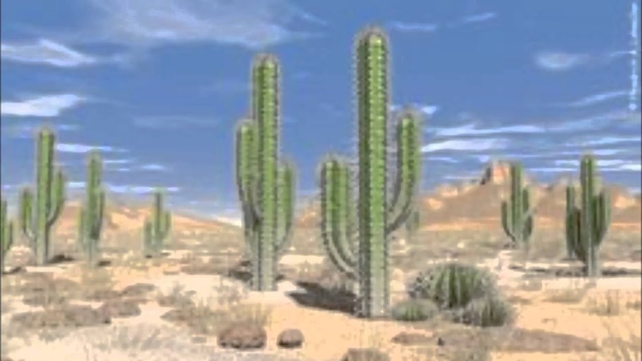 Сахара пустыня растения кактусы