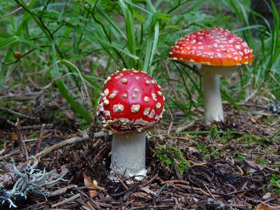 Мухомор пантерный