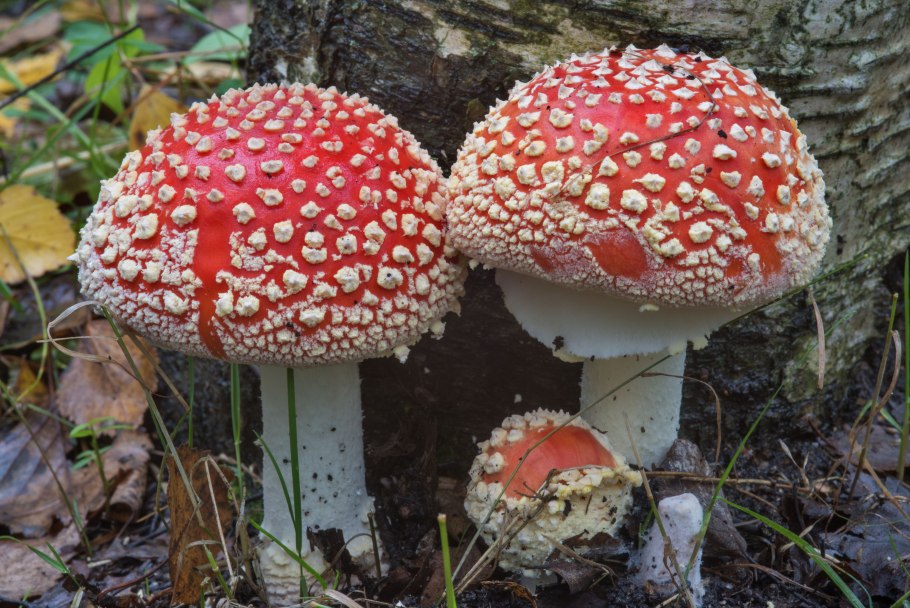 Мухомор пантерный и мухомор красный