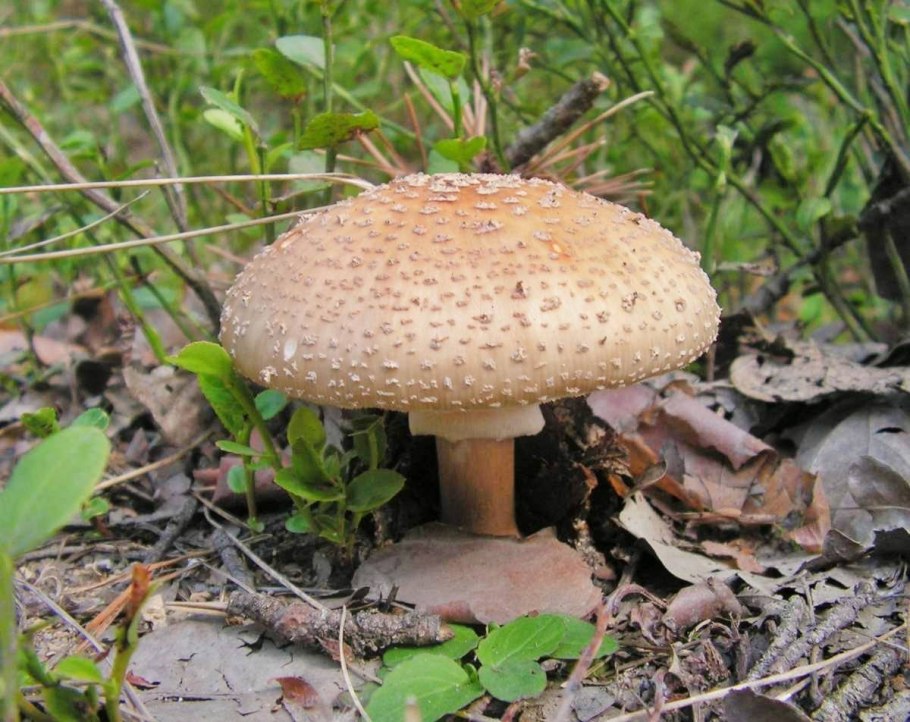Мухомор белый поганковидный